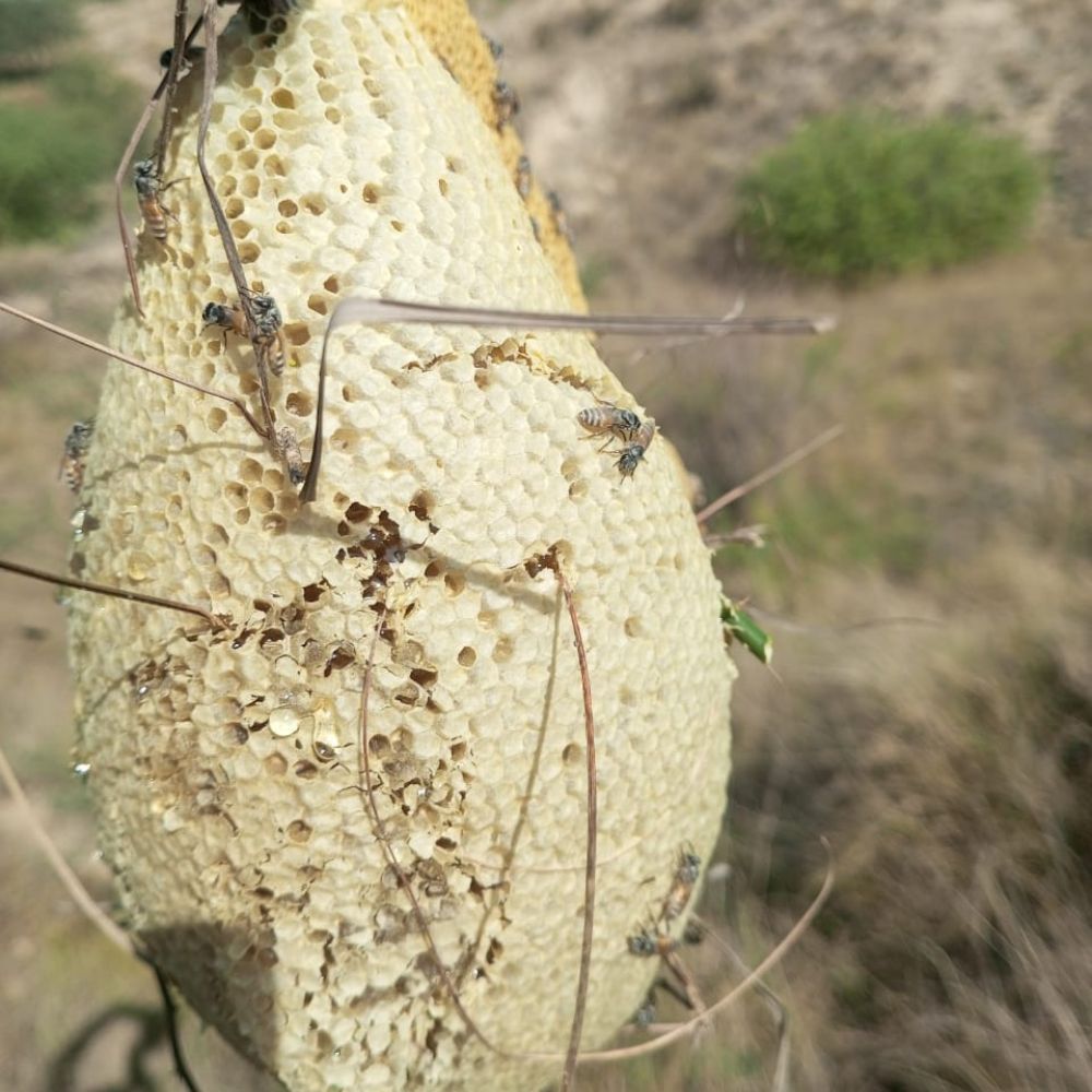 Pure Wild Mountain Sidr Honey from Small Bees – The Priceless Flavor of Potohar, Nature’s Healing Treasure! 🌿🍯 Order Now!